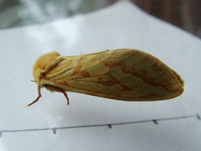 Ghost Moth
